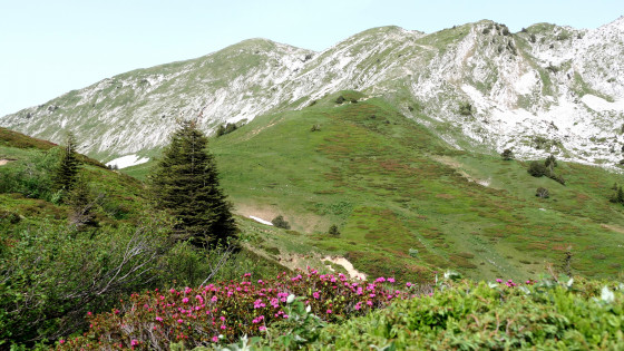 Col de la Sure