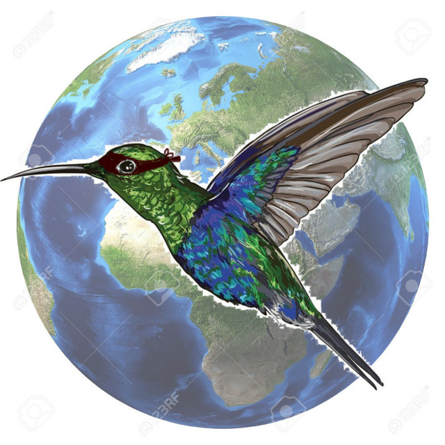 colibri84