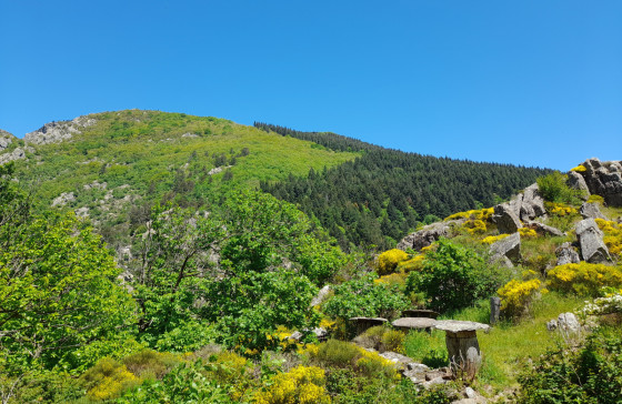 Colline bois&eacute;e
