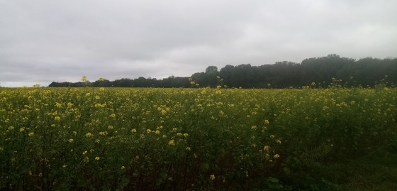 Colza en fleurs