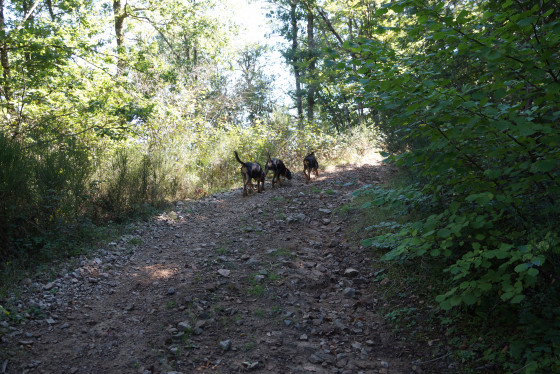 Compagnons de route !