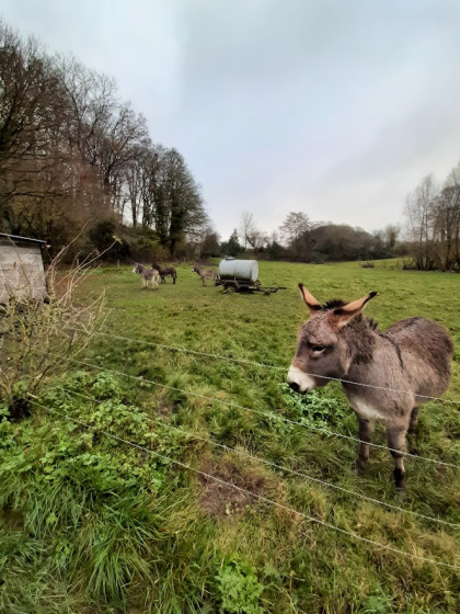 Compagnons sur le bord du chemin