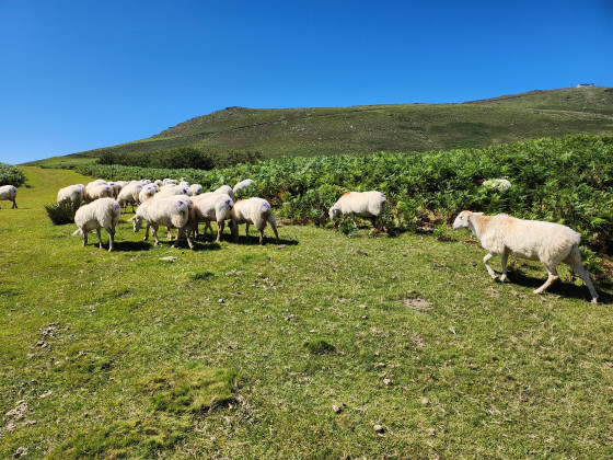 Moutons
