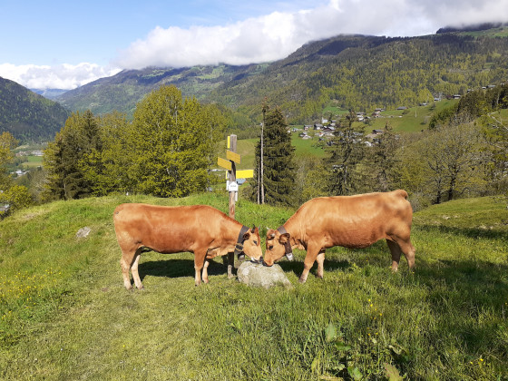 Concertation entre deux vaches Tarentaises