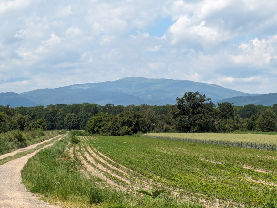 Contemplation du Grand Ballon