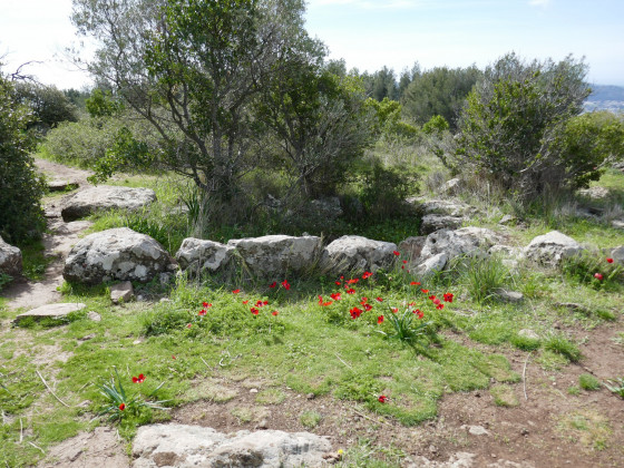 Coquelicots sur la Courtine