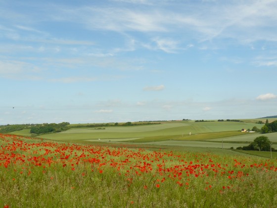 Coquelicots