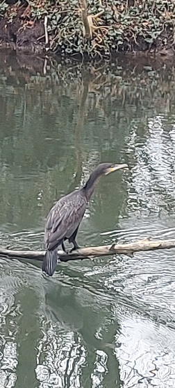 Cormoran