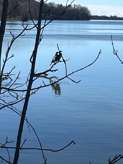 Cormorans