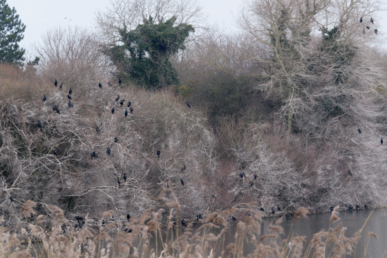 cormorans vus de l\'observatoire entre le départ et le point 2