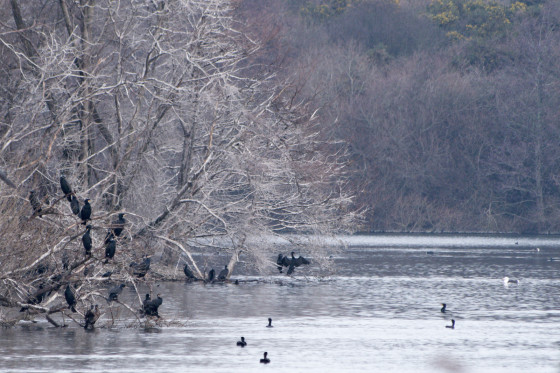 cormorans vus de l'observatoire