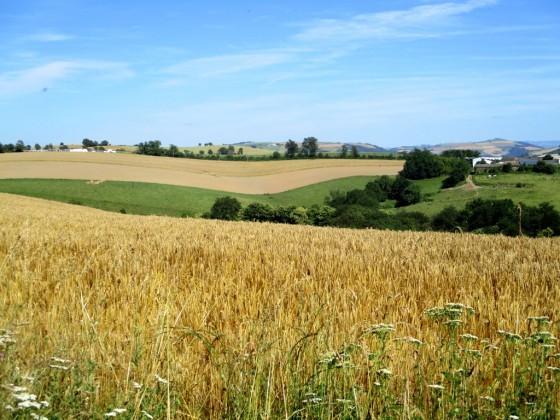 Coteaux Trébas