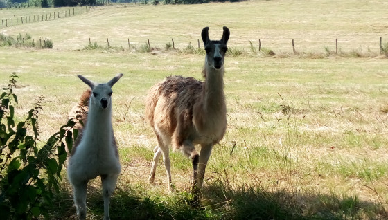Coucou