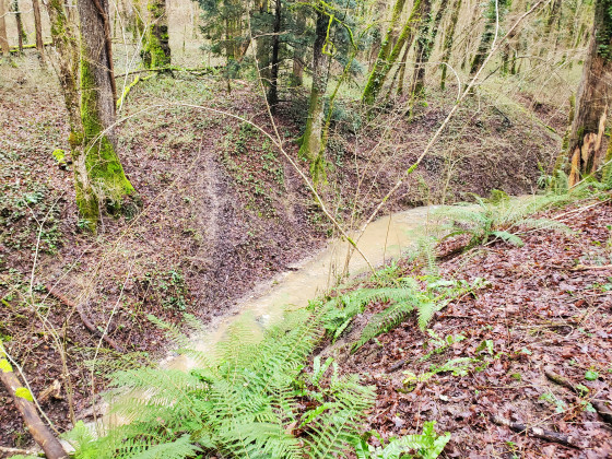 Coulée au bois des Grillets