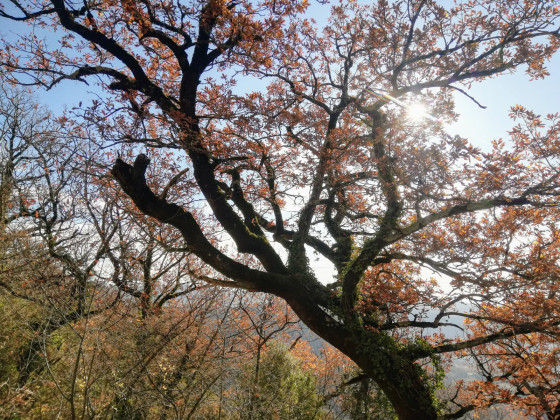 couleur d'automne