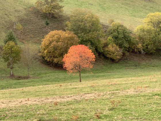 Couleur d'automne