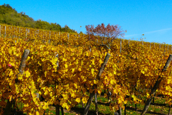 Couleur d'automne