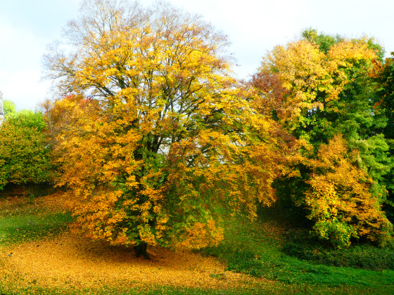 Couleurs automnales
