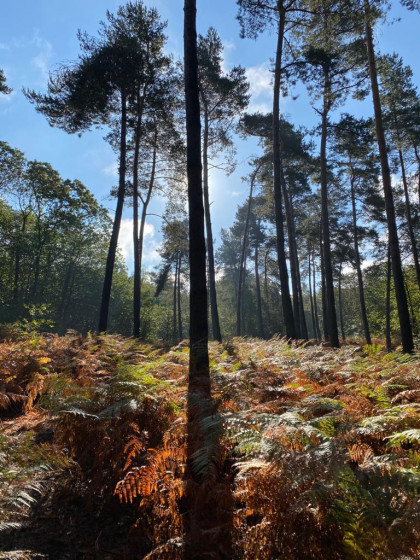 Couleurs d\'automne dans la forêt de Montmorency