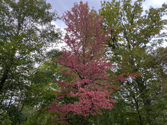 Couleurs d\'automne dans la forêt de Montmorency
