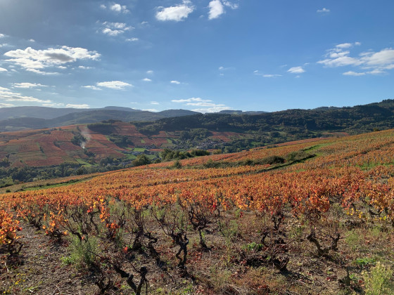 Couleurs d'automne dans les vignes