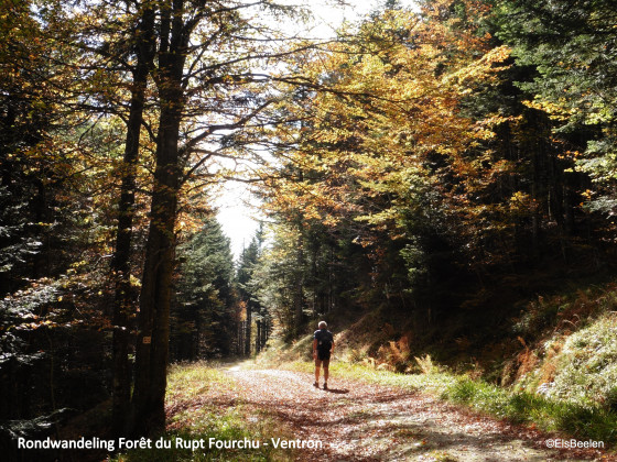 Couleurs d'automne en forêt