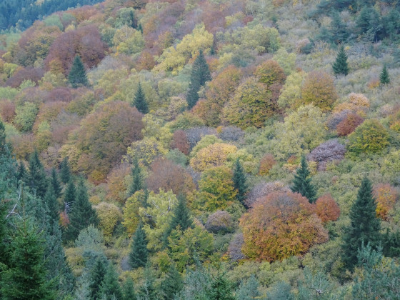 Couleurs d\'automne