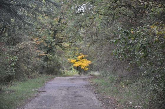 Couleurs d'automne