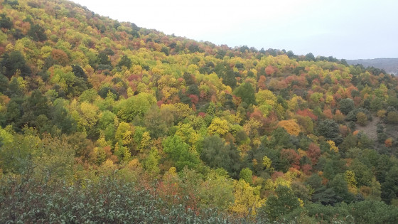 Couleurs d'automne