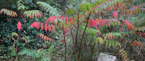 Couleurs d\'automne