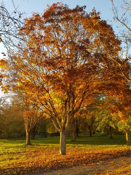 Couleurs d'automne