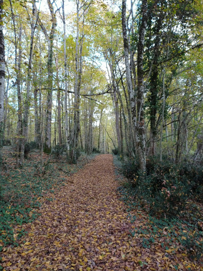 Couleurs d'automne
