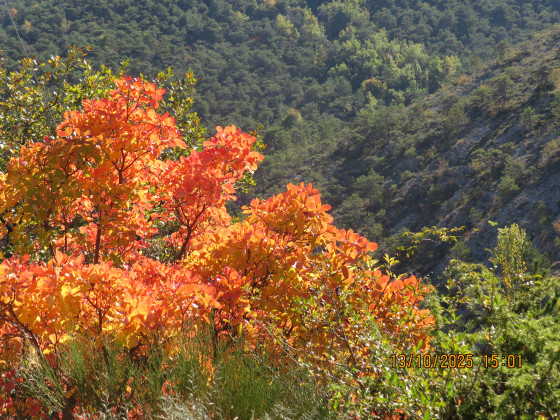Couleurs d'automne.