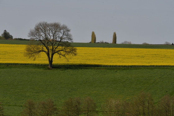 Couleurs des champs