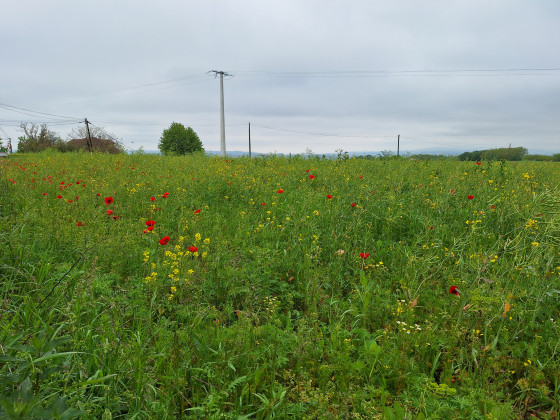 Countryside Luzinay