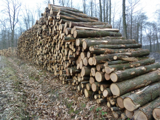 Coupes en forêt