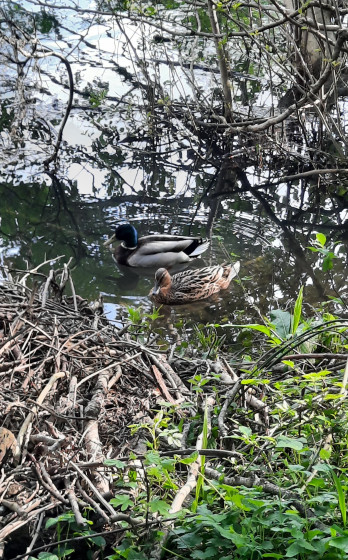 Couple de canards colvert