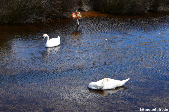 Couple de cygnes