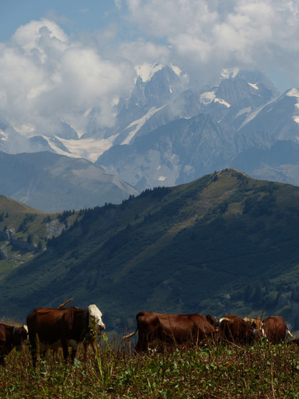 Vaches et massif du Mont Blanc