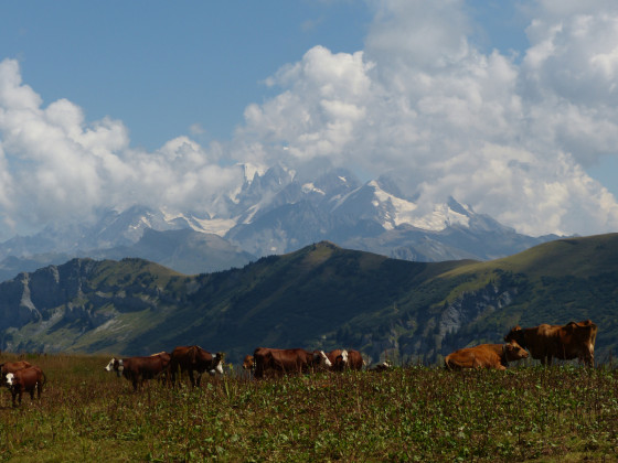 Vaches et massif du Mont Blanc