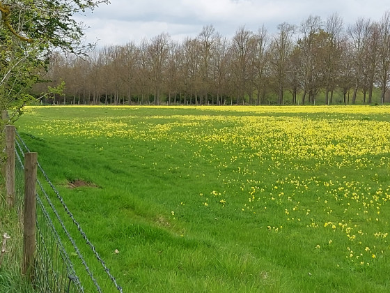 Cowslips Field