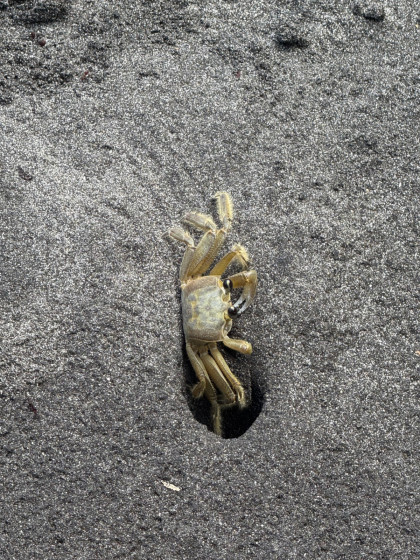 Crabe