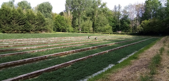 Cressonnière encore en production