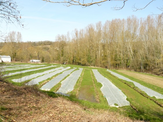 Cressonni&egrave;re