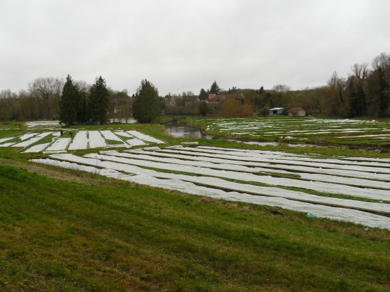 Cressonnières