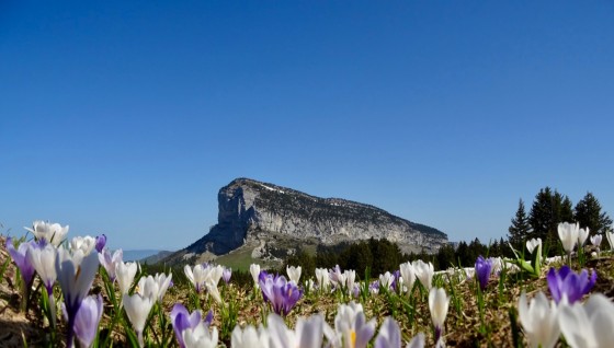 Crocus au-dessus de la Source de la Vieille