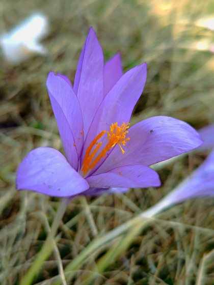 Crocus d'automne au Pic Saint Vincent