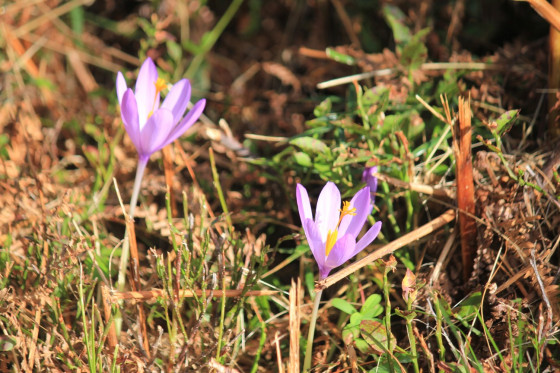 Crocus d'automne