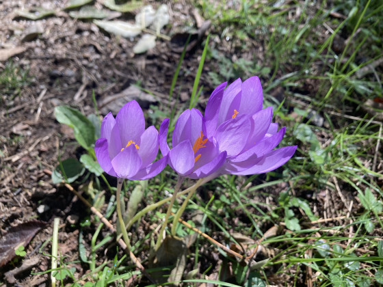 Crocus d'automne