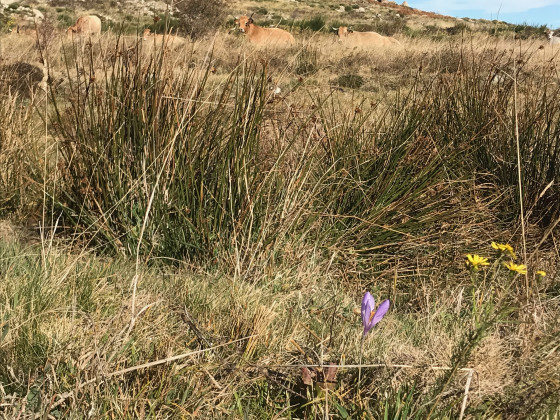 Crocus et vaches